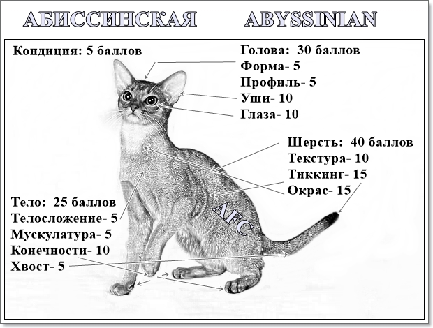 Рассмотрите фотографию кошки породы абиссинская и выполните. Абиссинская кошка стандарт породы. Вес абиссинского кота. Абиссинская кошка Размеры. Вес взрослого абиссинского кота.